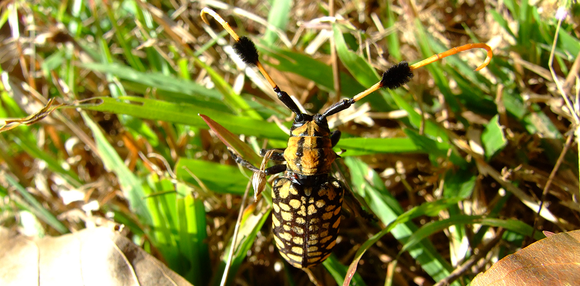 ด้วงหนวดปมจุดเหลืองดำ (Common Tuft-bearing Longhorn beetle)Aristobia approximator