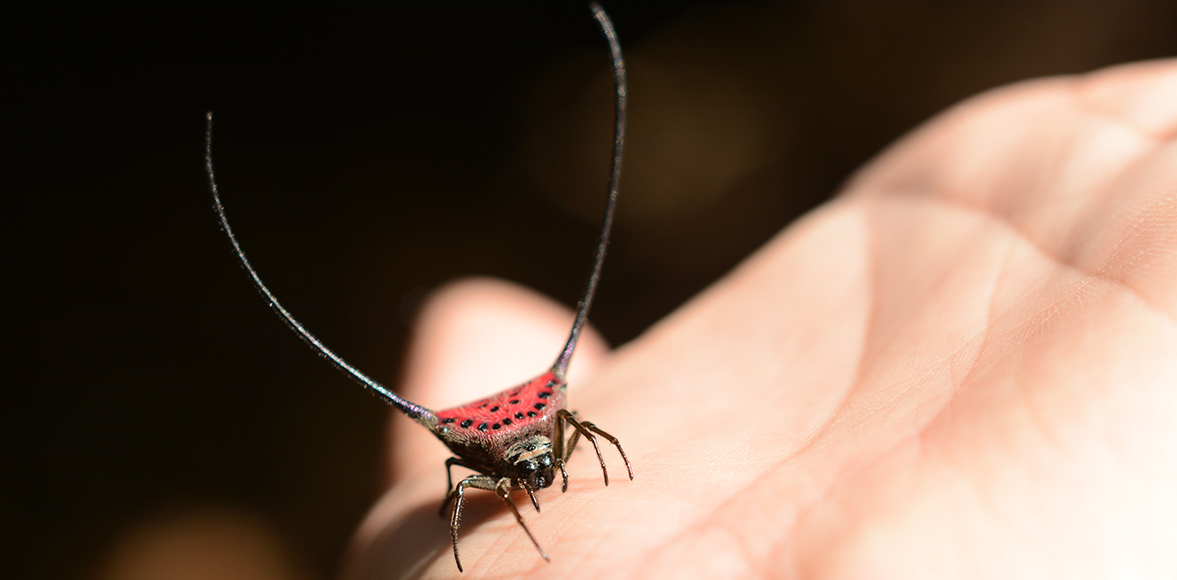 แมงมุมหลังหนามเขาโง้ง Curved long Spiny Spider(ชื่อวิทยาศาสตร์ : Macracantha arcuata)