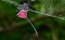 แมงมุมหลังหนามเขาโง้ง Curved long Spiny Spider(ชื่อวิทยาศาสตร์ : Macracantha arcuata)