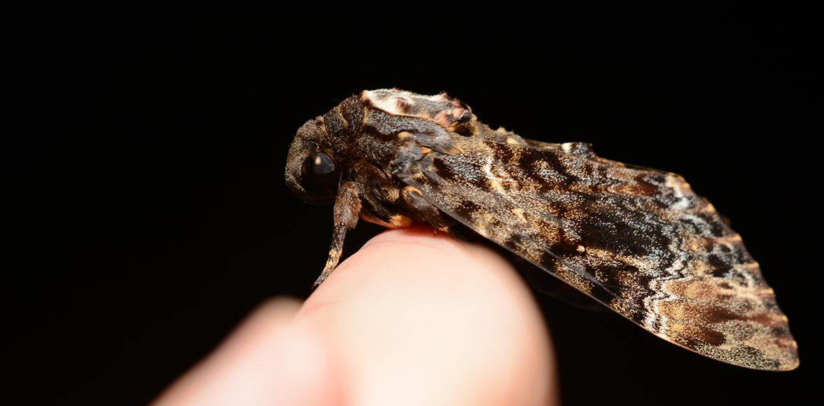 มอทเหยี่ยวหัวกะโหลก (Death's-head hawkmoth)