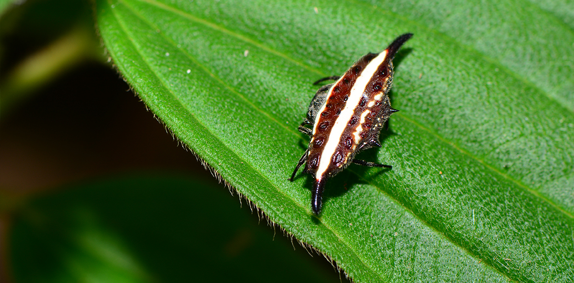 แมงมุมหลังหนามแถบดำ Doria's Spiny Spider (Gasteracantha doriae)