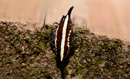 แมงมุมหลังหนามแถบดำ Doria's Spiny Spider (Gasteracantha doriae)