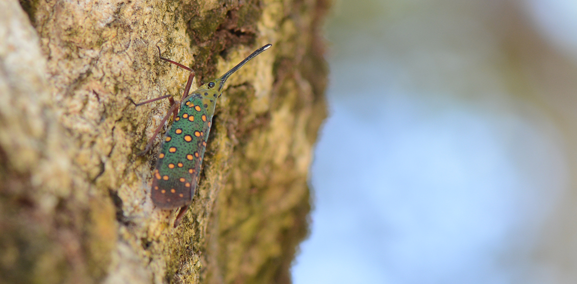 จักจั่นงวงน้อยจุดกลม (Dwarf Lanternfly , Saiva gemmata) วงศ์ Fulgoridae