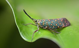 จักจั่นงวงน้อยจุดกลม (Dwarf Lanternfly , Saiva gemmata) วงศ์ Fulgoridae