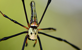 แมงมุมใยทองท้องขนาน (Golden Orb-weaver Spider) Nephila pilipes (Fabricius,1793)