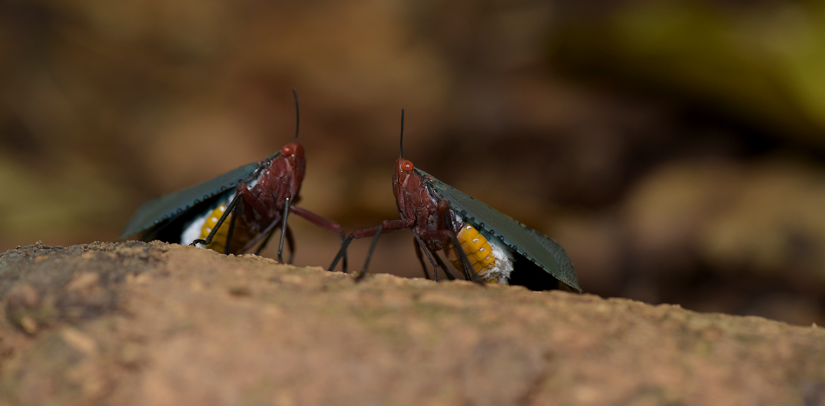 จักจั่นเข็มเทาปีกหลังจุด (Kalidasa nigromaculata)วงศ์ Fulgoridae