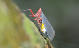 จักจั่นเข็มเทาปีกหลังจุด (Kalidasa nigromaculata) วงศ์ Fulgoridae