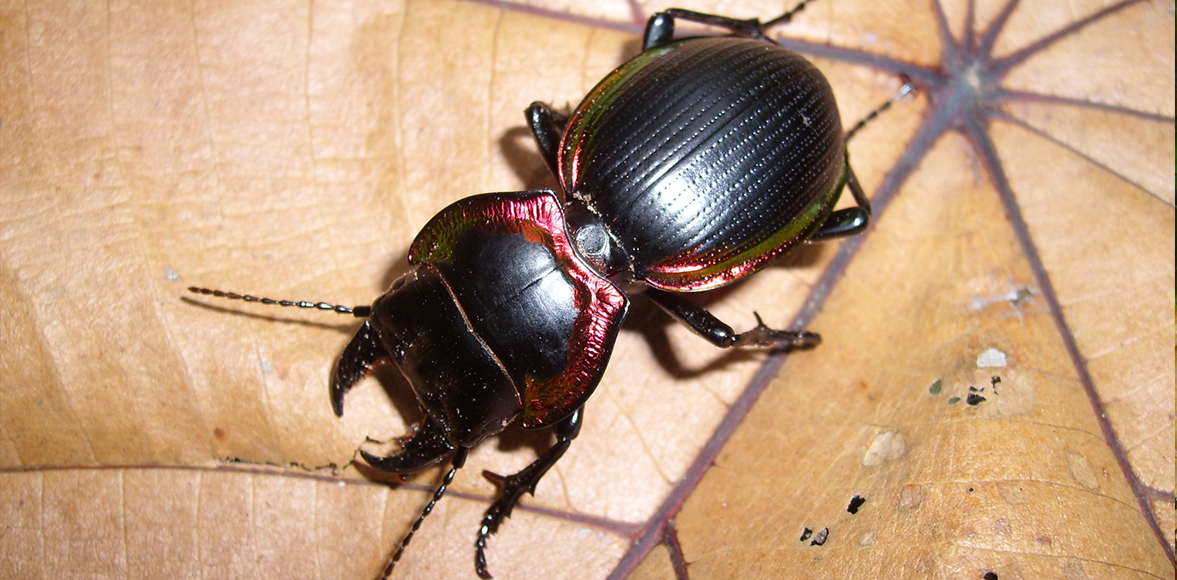 ด้วงดินขอบทองแดง Large Ground Beetle (Mouhotia batesi Lewis)