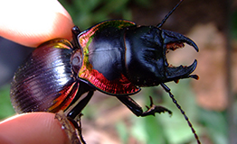 ด้วงดินขอบทองแดง Large Ground Beetle (Mouhotia batesi Lewis)