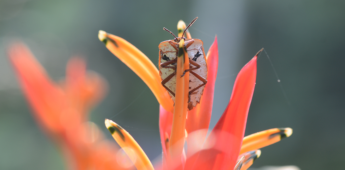 มวนลำไย หรือ แมงแกง Longan Stink Bug (Tessaratoma javanica)