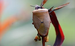 มวนลำไย หรือ แมงแกง Longan Stink Bug (Tessaratoma javanica)