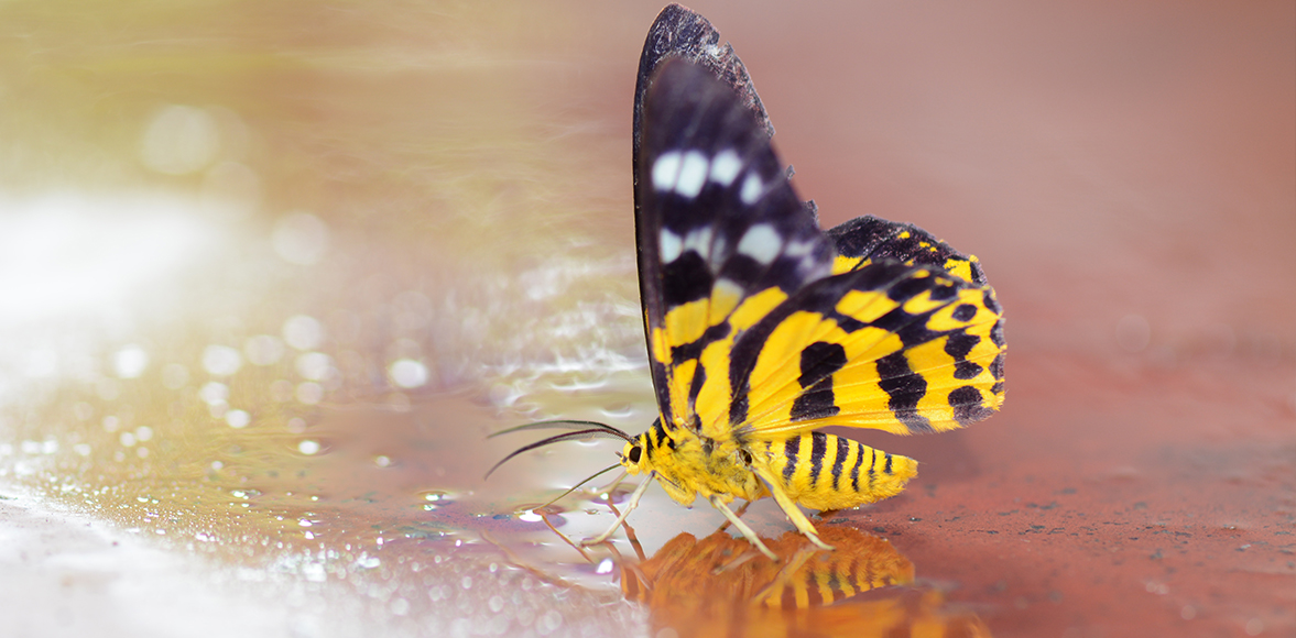 มอททองเฉียงพร้า Military Dysphania Moth