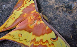 มอทหางยาวตาเคียวปีกลายหยัก (Moon Moth)