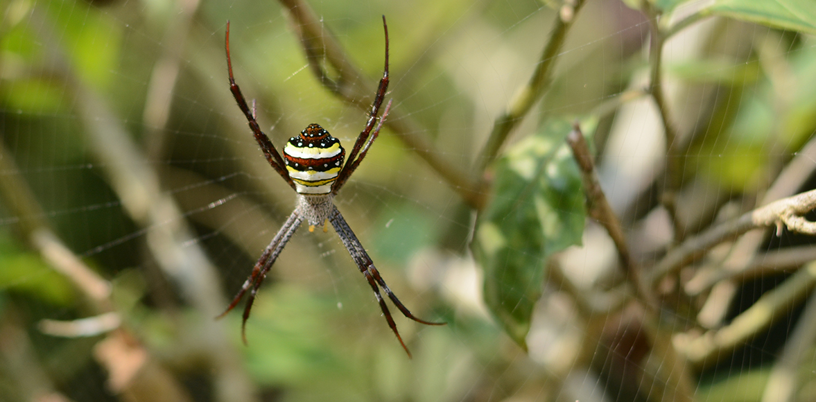 แมงมุมนุ่งซิ่นหลากสี (Multi-coloured Argiope Spider) ชื่อวิทยาศาสตร์: Argiope pulchellla