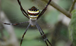 แมงมุมนุ่งซิ่นหลากสี (Multi-coloured Argiope Spider). ชื่อวิทยาศาสตร์: Argiope pulchellla