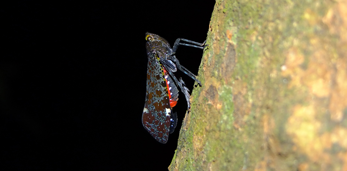 จักจั่นงวงหนามแดงส้มขอบแถบดำ (Penthicodes variegata)วงศ์ Fulgoridae