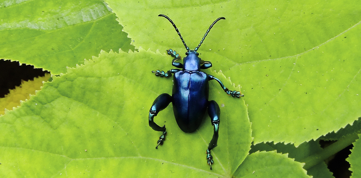 ด้วงเต่าขาโต Purple swollen-legged beetle , Sagra purpurea