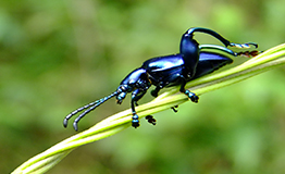 ด้วงเต่าขาโต  Purple swollen-legged beetle , Sagra purpurea