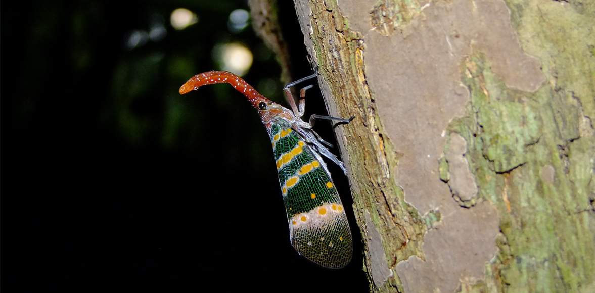 จักจั่นงวงกะเหรี่ยง (Pyrops karenia) วงศ์ Fulgoridae