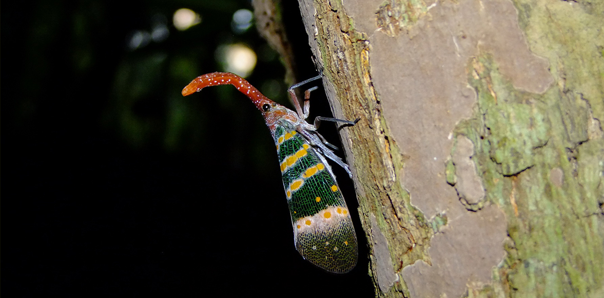 จักจั่นงวงกะเหรี่ยง  (Pyrops karenia) วงศ์ Fulgoridae