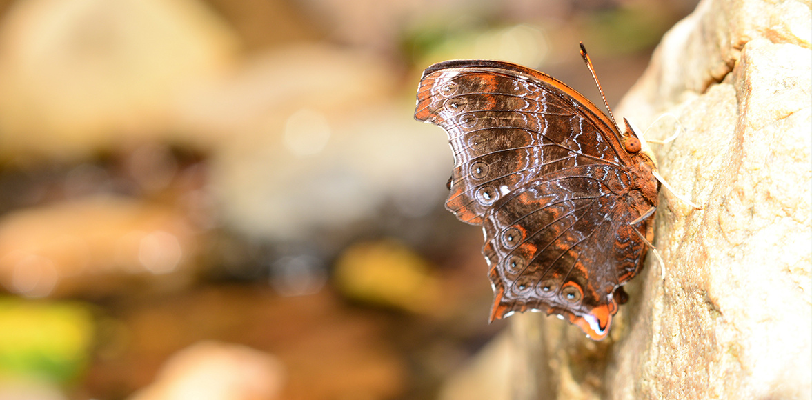 Rhinopalpa polynice eudoxia (Guérin-Ménevill, 1840) : Wizard (ผีเสื้อพ่อมด)