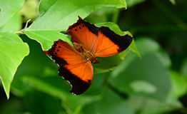 Rhinopalpa polynice eudoxia (Guérin-Ménevill, 1840) : Wizard (ผีเสื้อพ่อมด)