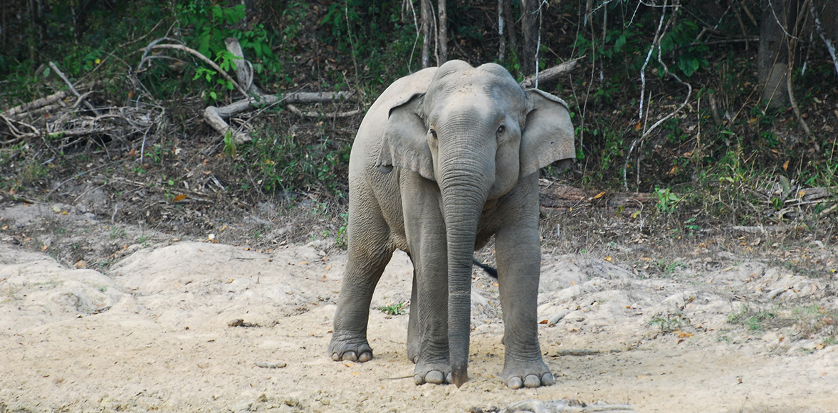 Elephas maximus sumatranusช้างเอเชีย (Asian Elephant)