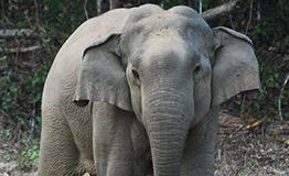 Elephas maximus sumatranusช้างเอเชีย (Asian Elephant)