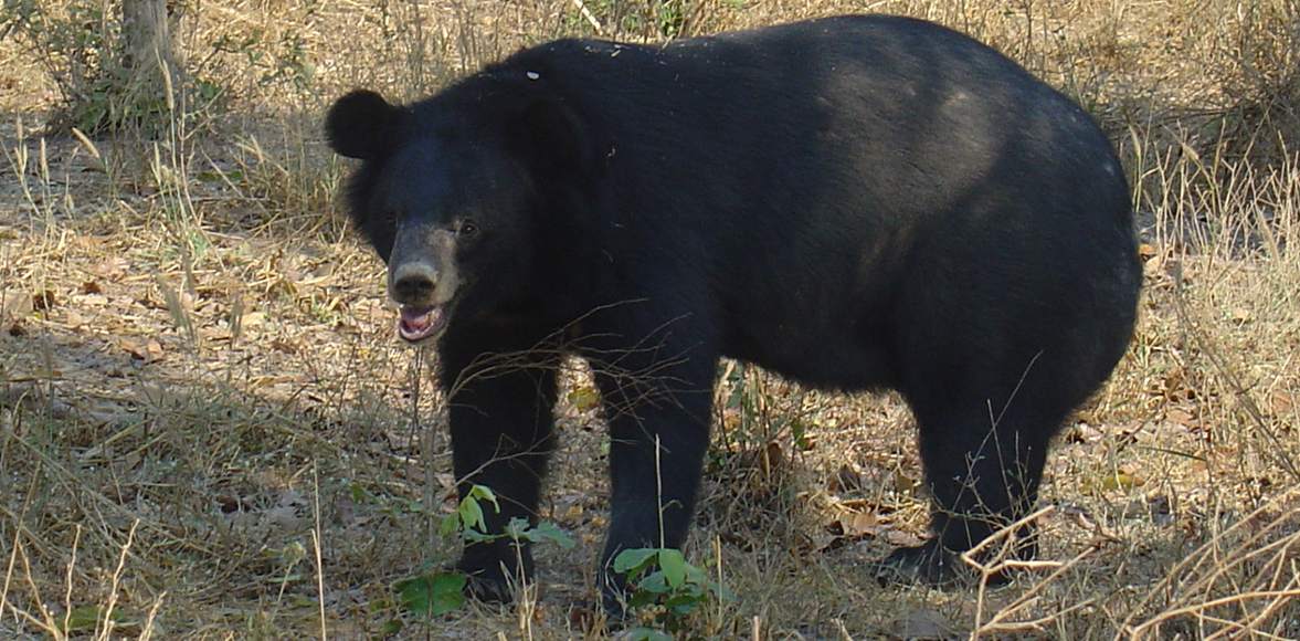 หมีควาย หรือ หมีดำเอเชีย (Asian black bear, Asiatic black bear; Ursus thibetanus)