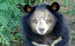 หมีควาย หรือ หมีดำเอเชีย (Asian black bear, Asiatic black bear; Ursus thibetanus)