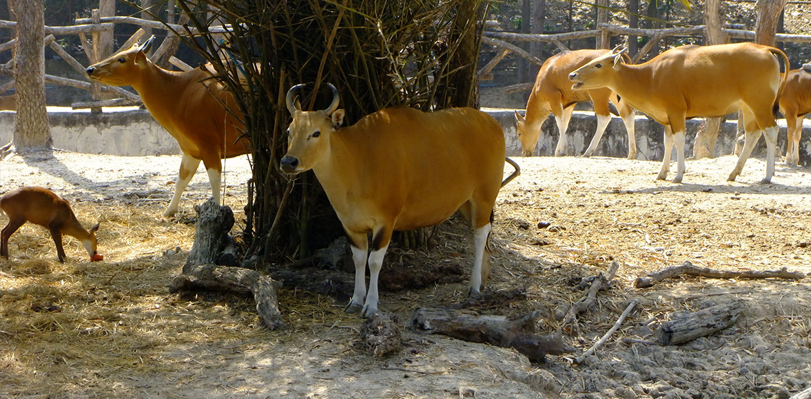 วัวแดง(วัวเพาะ หรือ วัวดำ)/Banteng (Bos javanicus)