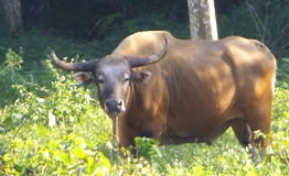 วัวแดง(วัวเพาะ หรือ วัวดำ)/Banteng (Bos javanicus)