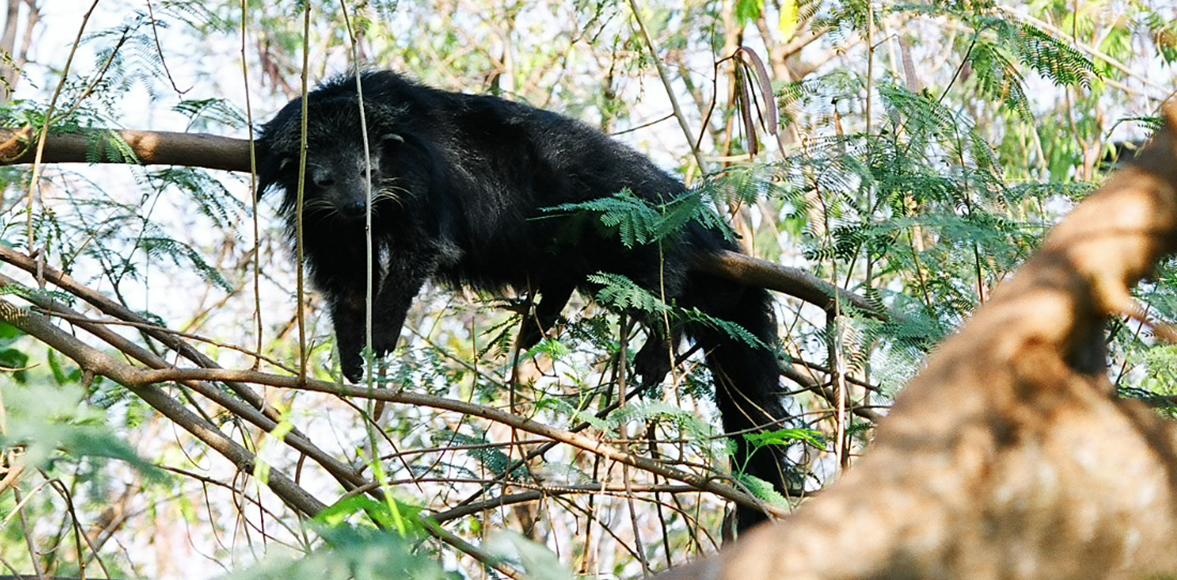 หมีขอ หรือ บนตุรง หรือ หมีกระรอก (อังกฤษ: Binturong, Bearcat; ชื่อวิทยาศาสตร์: Arctictis binturong; อีสาน: เหง็นหางขอ, เหง็นหมี)