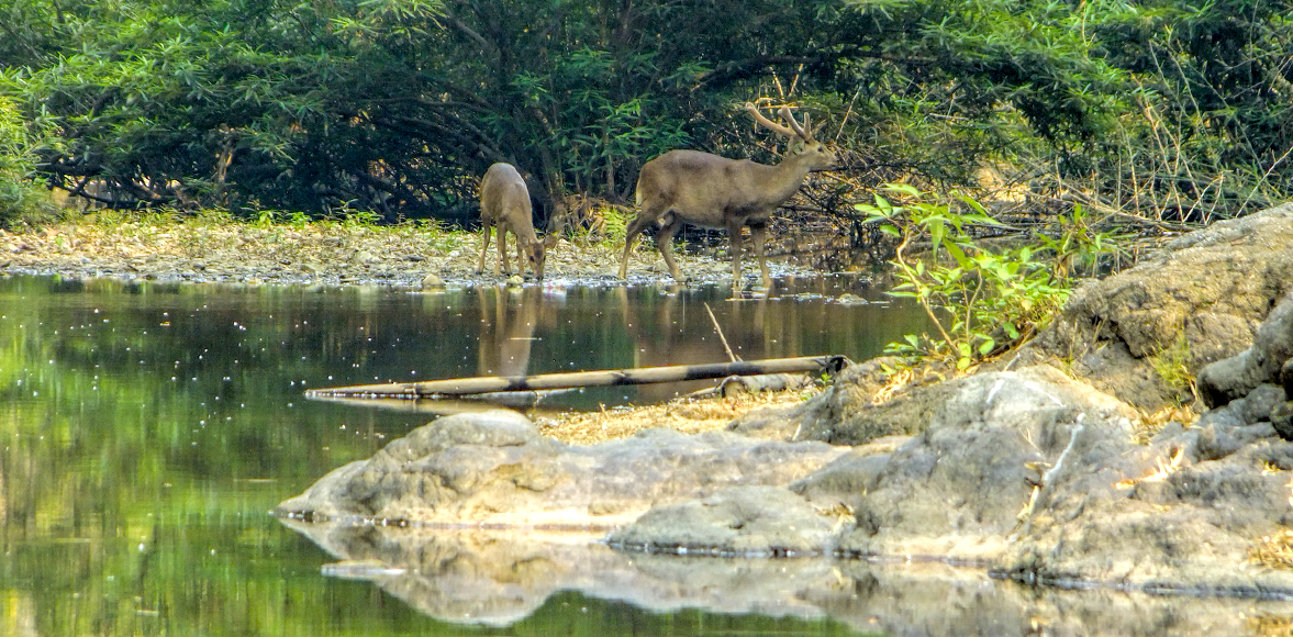 ละองละมั่ง (อังกฤษ: Eld's deer, Thamin, Brow-antlered deer; ชื่อวิทยาศาสตร์: Panolia eldii)