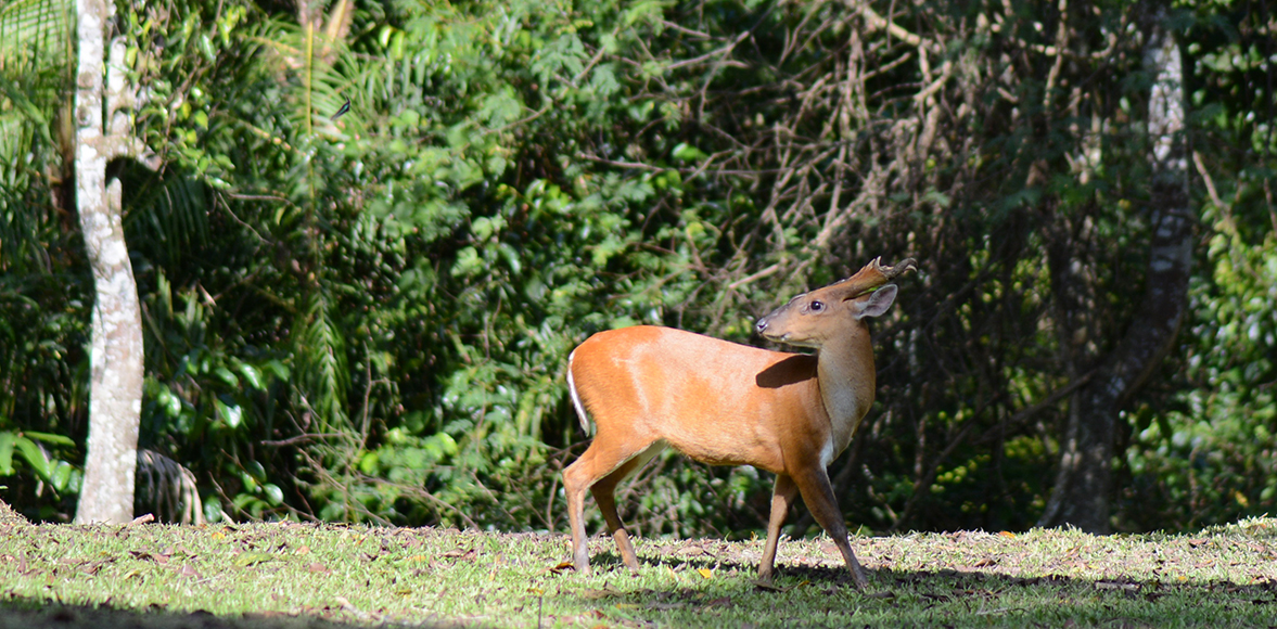 เก้ง หรือ อีเก้ง หรือ ฟาน(อังกฤษ: Barking deer, Muntjac)