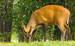 เก้ง หรือ อีเก้ง หรือ ฟาน(อังกฤษ: Barking deer, Muntjac) 