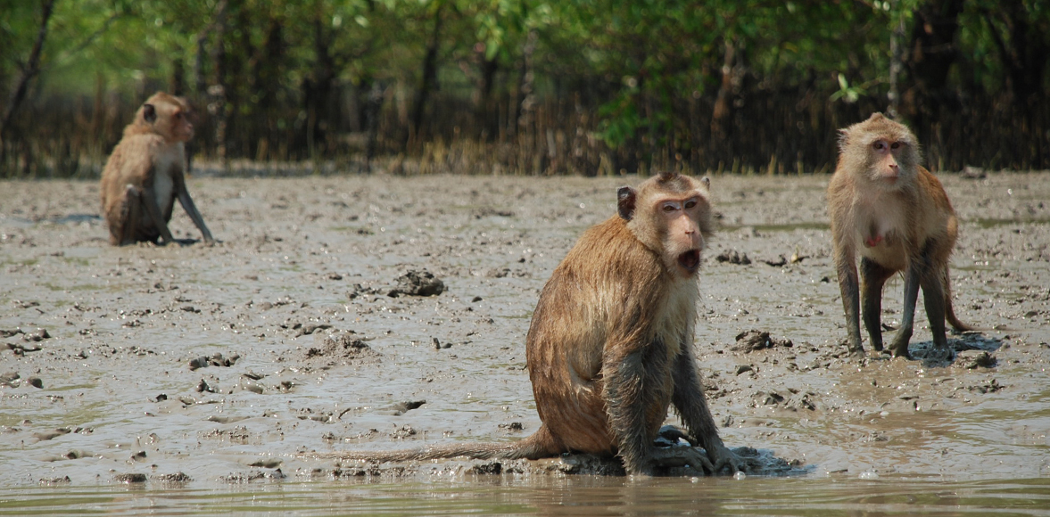 ลิงแสม : Crab-eating macaque, Macaca fascicularis Raffles