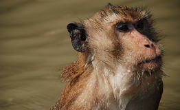 ลิงแสม : Crab-eating macaque, Macaca fascicularis Raffles