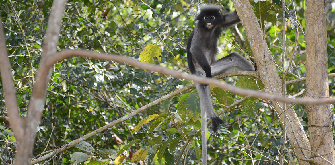 ค่างแว่นถิ่นใต้ (Dusky langur หรือ Spectacled langur)