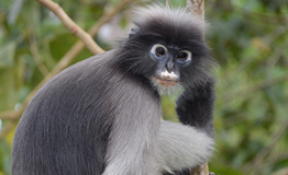 ค่างแว่นถิ่นใต้ (Dusky langur หรือ Spectacled langur)