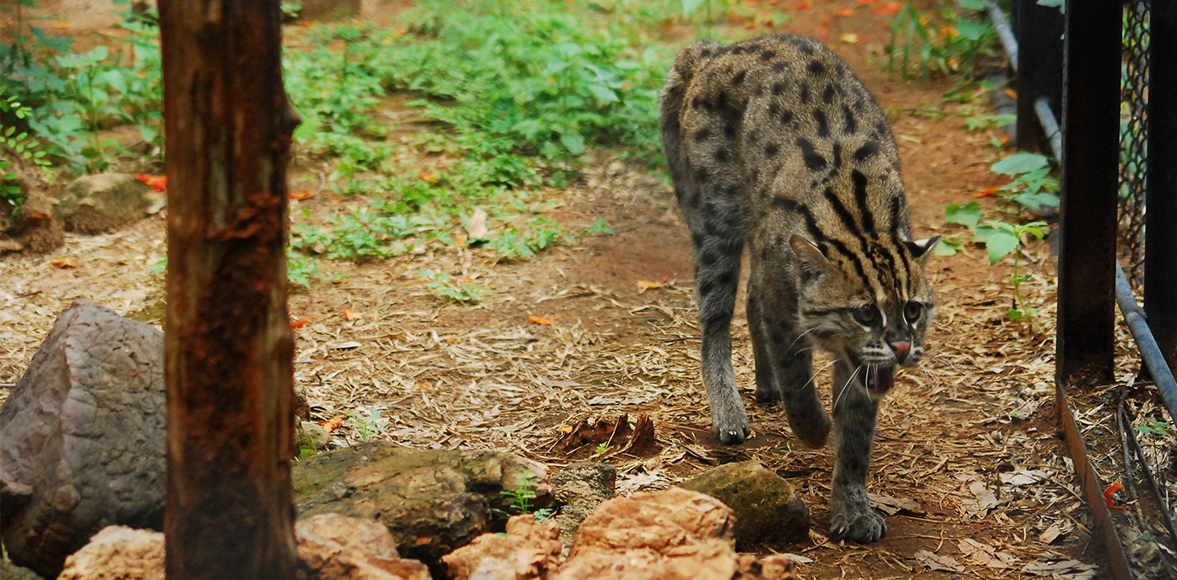 เสือปลา หรือ เสือแผ้ว ( อังกฤษ: Fishing cat; ชื่อวิทยาศาสตร์: Prionailurus viverrinus)