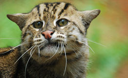 เสือปลา หรือ เสือแผ้ว ( อังกฤษ: Fishing cat; ชื่อวิทยาศาสตร์: Prionailurus viverrinus) 