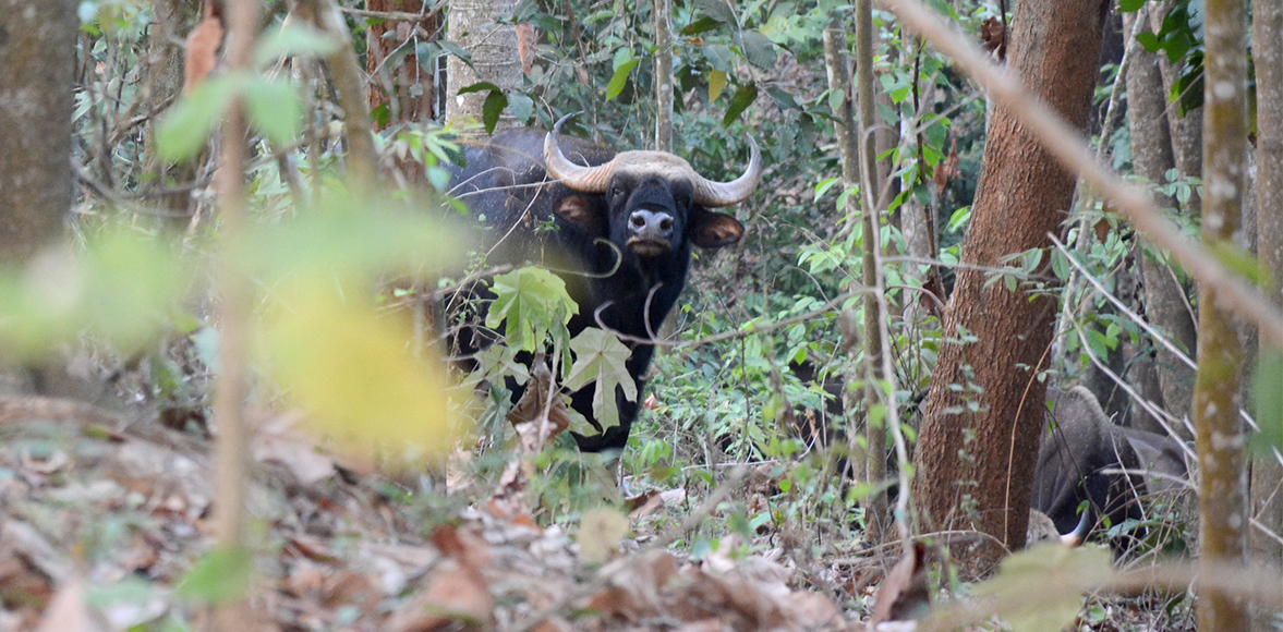 กระทิง หรือ เมย เป็นวัวป่าชนิด Bos gaurus ในวงศ์ Bovidae