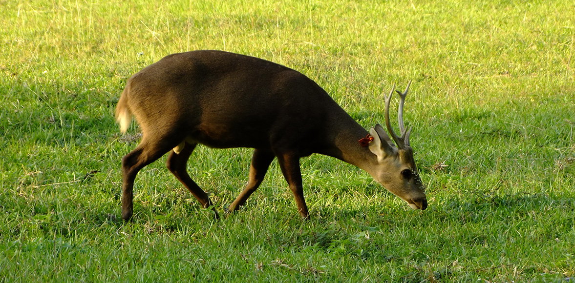 เนื้อทราย หรือ ทราย หรือ ตามะแน (อังกฤษ: Hog deer; ชื่อวิทยาศาสตร์: Hyelaphus porcinus)