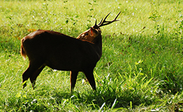 เนื้อทราย หรือ ทราย หรือ ตามะแน (อังกฤษ: Hog deer; ชื่อวิทยาศาสตร์: Hyelaphus porcinus)