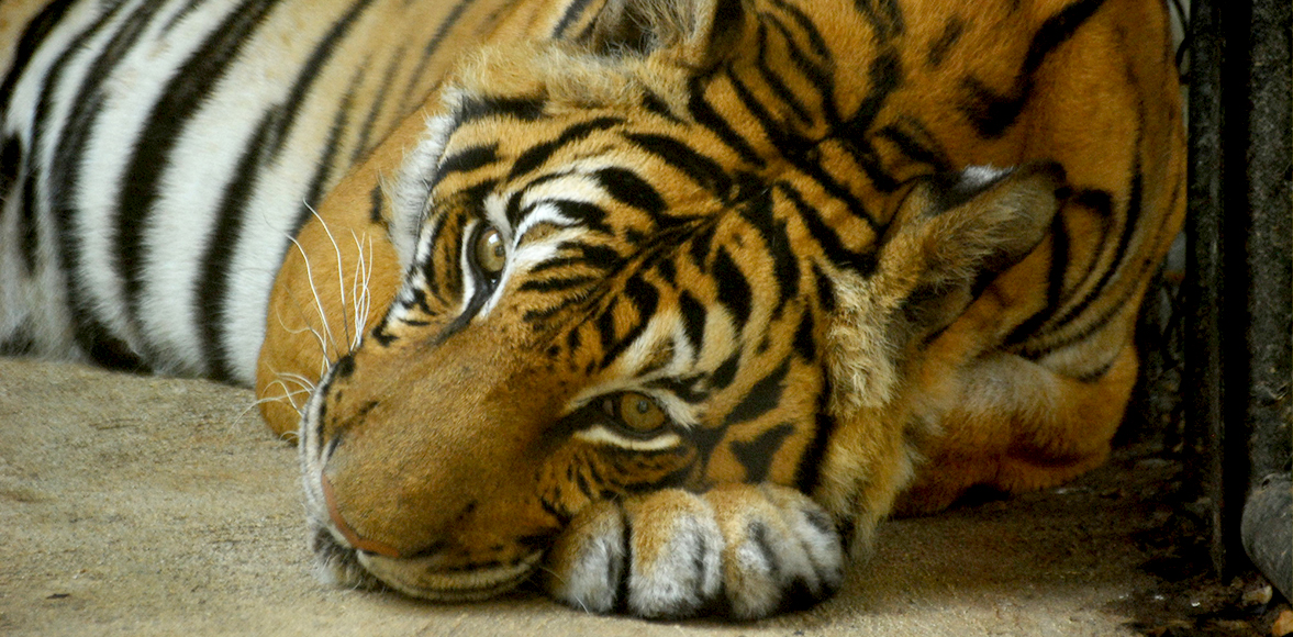 เสือโคร่งอินโดจีน (อังกฤษ: Indochinese tiger, Corbett's tiger) 