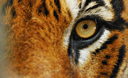 เสือโคร่งอินโดจีน (อังกฤษ: Indochinese tiger, Corbett's tiger)
