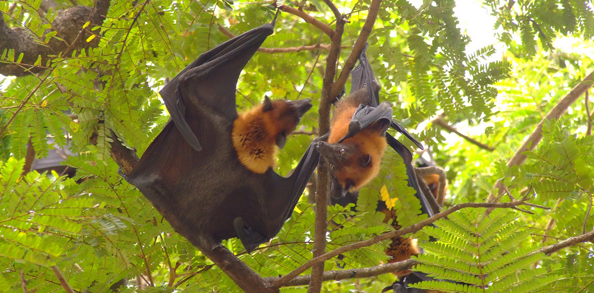 ค้างคาวแม่ไก่ภาคกลาง (อังกฤษ: Lyle's flying fox; ชื่อวิทยาศาสตร์: Pteropus lylei) 