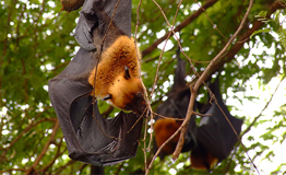 ค้างคาวแม่ไก่ภาคกลาง (อังกฤษ: Lyle's flying fox; ชื่อวิทยาศาสตร์: Pteropus lylei) 