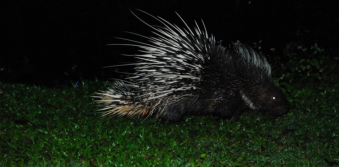 เม่นใหญ่แผงคอยาว (อังกฤษ: Malayan porcupine, Himalayan porcupine, Large porcupine; ชื่อวิทยาศาสตร์: Hystrix brachyura)